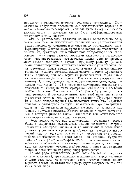 Мы не располагаем прямыми данными относительно того, .какие компоненты цитоплазмы неравномерно распределяются между дочерними клетками и влияют на их последующую диф-ференцировку. Однако было проведено подробное исследование изменений, происходящих в цитоплазме оплодотворенных яйцеклеток Fucus перед первым полярным делением; в результате этого деления возникают две дочерние клетки, одна из которых .дает начало таллому, а другая—будущему ризоиду (с. 34-). Если оплодотворенные яйцеклетки осветить с одной стороны, то на затененном конце клетки примерно через 14 ч после оплодотворения начинает образовываться выступ, и митоз происходит •таким образом, что ось веретена располагается параллельно направлению падающего света. Изучение ультраструктурных изменений, происходящих после одностороннего освещения, показало, что через 11—14 ч после оплодотворения митохондрии, рибосомы и некоторые типы пузырьков собираются в большом количестве в той половине клетки, которая в будущем даст начало ризоиду. В результате цитоплазма этой половины клетки •становится плотнее, чем другой ее половины. Примерно через 12 ч после оплодотворения (до появления каких-либо видимых признаков ризоидного выступа) поверхность ядра поляризуется, и на ней появляются пальцевидные выступы, направленные к месту будущего ризоида. Клеточная стенка в месте возникновения выступа ризоида также изменяется: там откладывается серусодержащий полисахарид фукоидин.