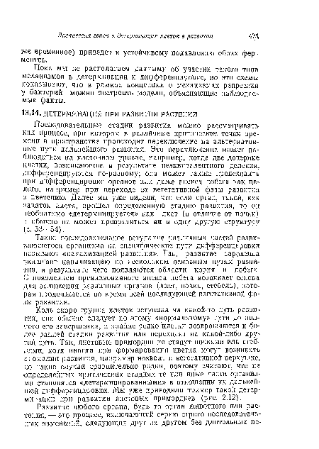 Коль скоро группа клеток вступила на какой-то путь развития, она обычно следует по этому «нормальному» пути до полного его завершения, и крайне редко клетки возвращаются к более ранней стадии развития или переходят на какой-либо другой путь. Так, листовые примордии не станут почками или стеблями, хотя иногда при формировании цветка могут возникать, аномалии развития, например возврат к вегетативной верхушке, по такие случаи сравнительно редки, поэтому считают, что на определенных критических стадиях те или иные части организма становятся «детерминированными» в отношении их дальнейшей дифференцировки. Мы уже приводили пример такой детерминации при развитии листовых примордиев (рис. 2.12).