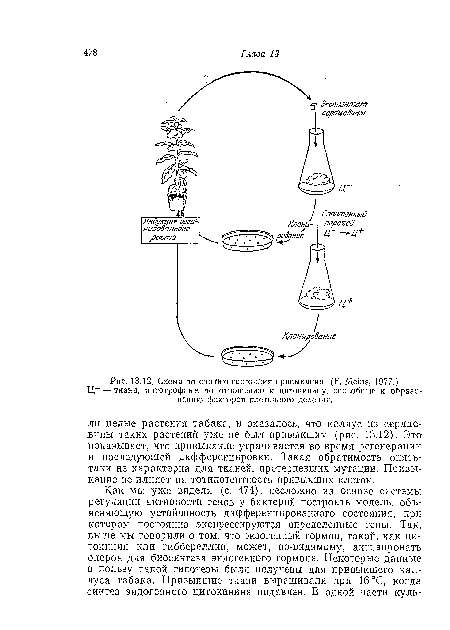 Ц- — ткани, автотрофные по отношению к цитокинииу, способные к образованию факторов клеточного деления.