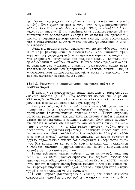 Мы уже видели, что, прежде чем в зародыше установится полярность (т. е. определится побеговый и корневой концы), происходит неэквивалентное деление зиготы. Таким образом, основное разделение тела растения на корень и побег закладывается на самых ранних стадиях развития. Коль скоро меристемы побега и корня образовались, они остаются очень стабильными структурами, и крайне редко меристему побега можно превратить в корневую меристему и наоборот. Более того, стабильность корневых меристем — это внутренне присущее свойство самих корней, поскольку изолированные корни томатов и других видов молено многие годы сохранять в стерильной культуре без появления каких-либо почек; правда, они нуждаются в добавке тиамина и других витаминов, обычно поступающих из побегов интактного растения.