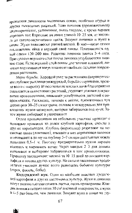 Меры борьбы. Хороший уход за растениями (периодическое глубокое рыхление междурядий, борьба с сорняками, прежде всего с пыреем). Известкование кислых почв благоприятно сказывается на состоянии растений, ухудшает условия для развития проволочников, повышает устойчивость растений к повреждениям. Раскладка, начиная с весны, приманочных куч диаметром 30-35 см из травы, соломы в междурядьях для привлечения жуков-шелкунов, которые забираются под кучи. Затем жуков собирают и уничтожают.