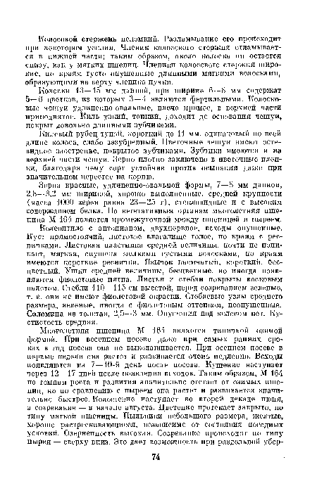 Колеоптиле с антоцианом, двухнервное, всходы опушенные. Куст прямостоячий, листовое влагалище голое, по краям с ресничками. Листовая пластинка средней величины, почти не поникает, мягкая, опушена мелкими густыми волосками, по краям имеются короткие реснички. Язычок каемчатый, короткий, бесцветный. Ушки средней величины, бесцветные, но иногда появляются фиолетовые пятна. Листья и стебли покрыты восковым налетом. Стебли 110—115 см высотой, перед созреванием зеленые, т. е. они не имеют фиолетовой окраски. Стеблевые узлы среднего размера, зеленые, иногда с фиолетовым оттенком, неопушенные. Соломина не толстая, 2,5—3 мм. Опушения под колосом нет. Кустистость средняя.
