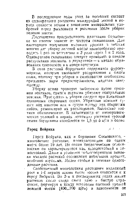 Долголетняя продуктивность плантации борщевика во многом зависит от частоты скашивания. Для ежегодного получения высокого урожая в течение многих лет уборку зеленой массы целесообразно проводить 1 раз за вегетацию и 2 раза через 1 и 2 года. Однократное скашивание следует проводить в начале распускания зонтиков, а двукратное — в начале образования цветоносов и в конце вегетации.