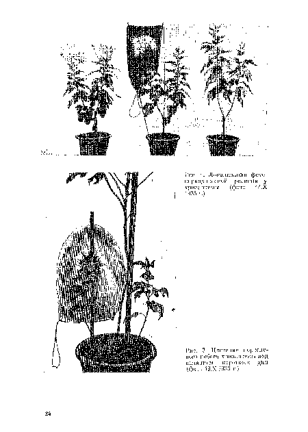 Цветение порослевого побега хризантемы под клпяпием короткого дня (фото 19.Х 1936 г.)