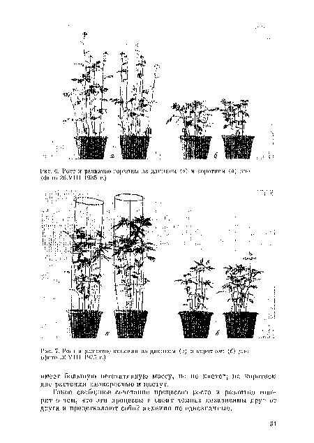 Рост и развитии копоплн па длинном (а) и коротком (б) дин (фото 2(5.VIII 1935 г.)
