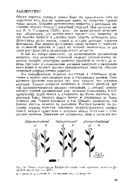 Схема образования флоригепа - комплекса гормонов цветения растений, выдвинутая в 1937 г.