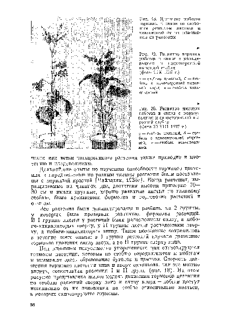 Развитие нижних побегов в связи с кольцеванием и односторонней вырезкой стебля (фото 23.VIII 1937 г.)