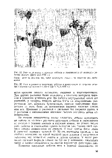 Рост и развитие пазушных побегов в зависимости от вырезки жилки у основания пластипки листа (фото 23.Х 1939 г.)