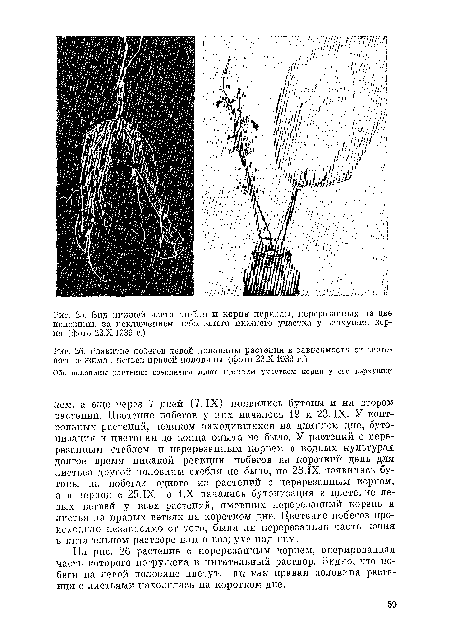 Развитие побегов левой половины растения в зависимости от светового режима листьев правой половины (фото 23.Х 1939 г.)