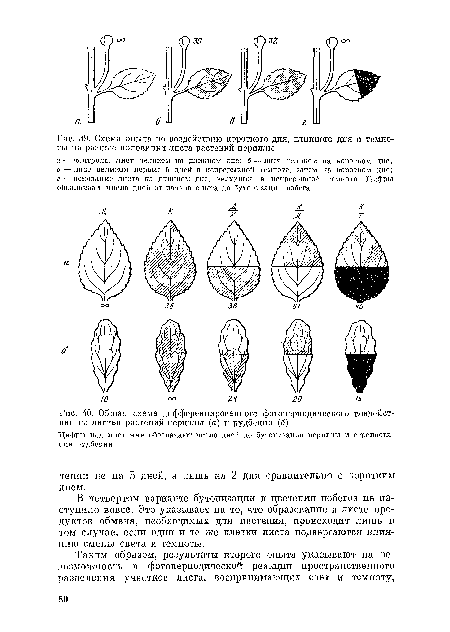 Общая схема дифференцированного фотопериодического воздействия на листья растений периллы (а) и рудбекпп (б)