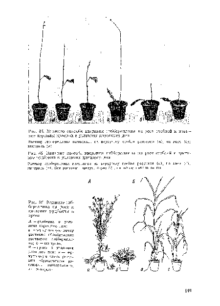 Влияние гиб-береллина па рост и цветение рудбекии и проса