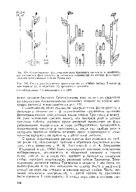 Схема распределения фитогормонов по стеблю табака Трапезонд при прямом (а) и обратном (б) градиентах цветения