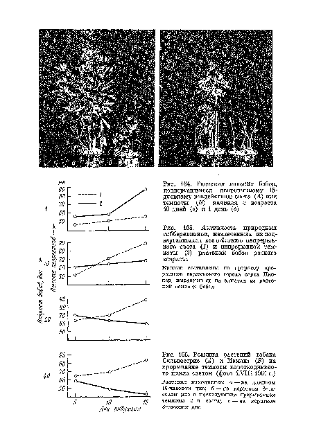 Реакция растений табака Сильвестрис (А) и Мамонт (Б) на прерывание темноты короткодневного цикла светом (фото 4.VIII1961 г.)