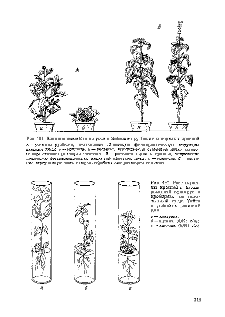 Влияние кинетина на рост и цветение рудбекии и периллы красной