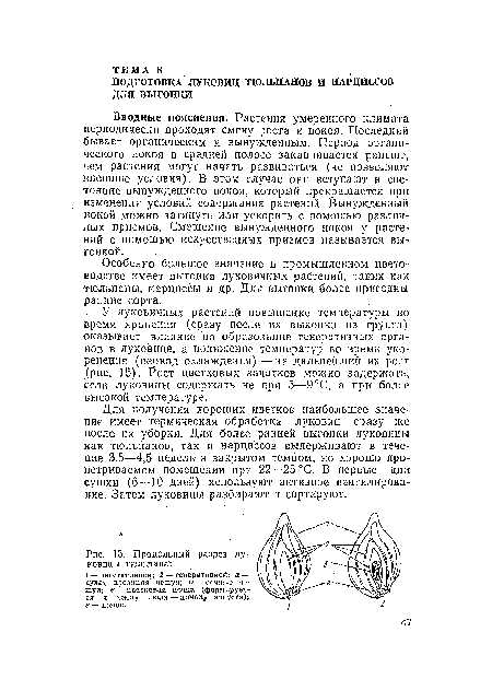 Продольный разрез луковицы тюльпана