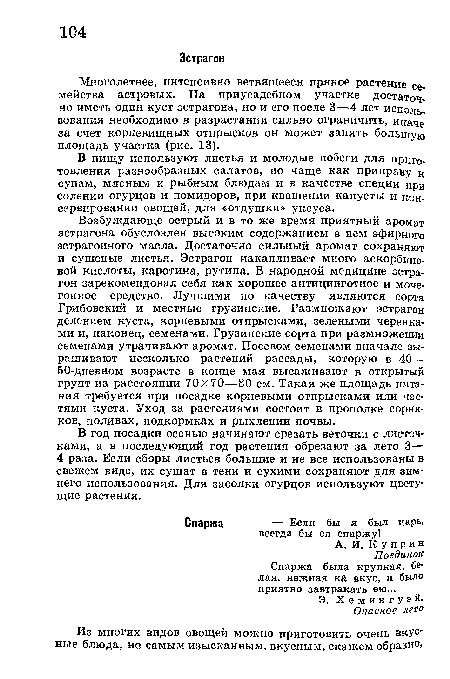 Многолетнее, интенсивно ветвящееся пряное растение семейства астровых. На приусадебном участке достаточно иметь один куст эстрагона, но и его после 3—4 лет исполь-вования необходимо в разрастании сильно ограничить, иначе за счет корневищных отпрысков он может занять большую площадь участка (рис. 13).