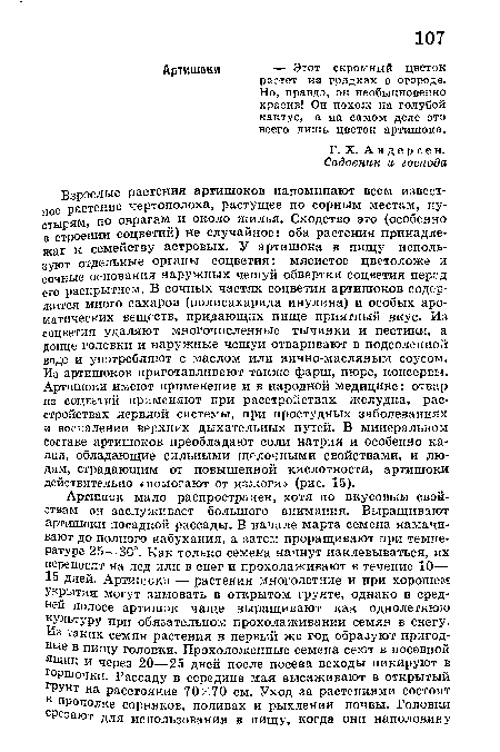 Взрослые растения артишоков напоминают всем известное растение чертополоха, растущее по сорным местам, пустырям, по оврагам и около жилья. Сходство это (особенно в строении соцветий) не случайное: оба растения принадлежат к семейству астровых. У артишока в пищу используют отдельные органы соцветия: мясистое цветоложе и сочные основания наружных чешуй обвертки соцветия перед его раскрытием. В сочных частях соцветия артишоков содержится много сахаров (полисахарида инулина) и особых ароматических веществ, придающих пище приятный вкус. Из соцветия удаляют многочисленные тычинки и пестики, а донце головки и наружные чешуи отваривают в подсоленной воде и употребляют с маслом или яично-масляным соусом. Из артишоков приготавливают также фарш, пюре, консервы. Артишоки имеют применение и в народной медицине: отвар из соцветий применяют при расстройствах желудка, расстройствах нервной системы, при простудных заболеваниях и воспалении верхних дыхательных путей. В минеральном составе артишоков преобладают соли натрия и особенно калия, обладающие сильными щелочными свойствами, и людям, страдающим от повышенной кислотности, артишоки действительно «помогают от изжоги» (рис. 15).