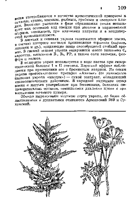 Обычно выращивают местные сорта укропа, но более облиственными и душистыми считаются Армянский 269 и Сухумский.