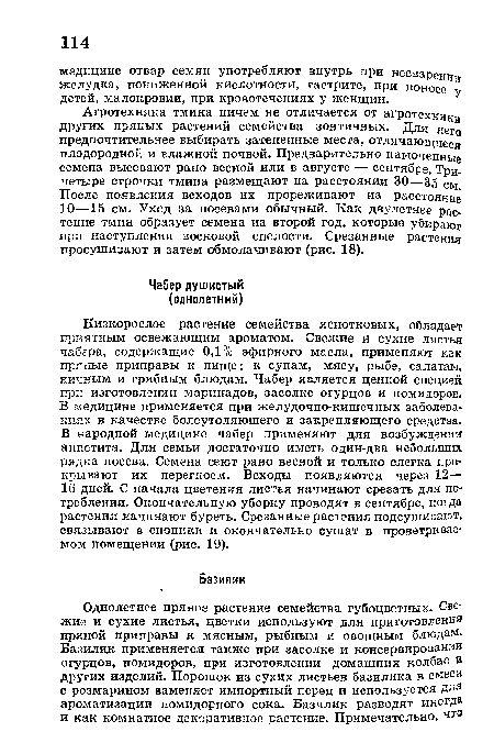 Агротехника тмина ничем не отличается от агротехники других пряных растений семейства зонтичных. Для Него предпочтительнее выбирать затененные места, отличающцеся плодородной и влажной почвой. Предварительно намоченные семена высевают рано весной или в августе — сентябре. Три-четыре строчки тмина размещают на расстоянии 30—35 см. После появления всходов их прореживают на расстояние 10—15 см. Уход за посевами обычный. Как двулетнее растение тмин образует семена на второй год, которые убирают при наступлении восковой спелости. Срезанные растения просушивают и затем обмолачивают (рис. 18).