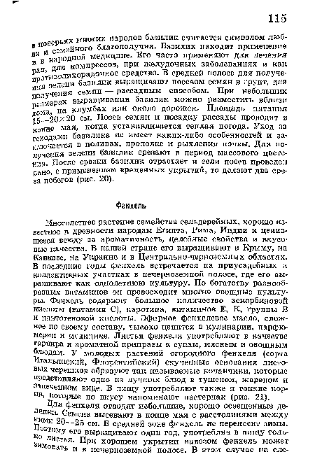 Многолетнее растение семейства сельдерейных, хорошо известное в древности народам Египта, Рима, Индии и ценившееся всюду за ароматичность, целебные свойства и вкусовые качества. В нашей стране его выращивают в Крыму, на Кавказе, на Украине и в Центрально-черноземных областях. В последние годы фенхель встречается на приусадебных и коллективных участках в нечерноземной полосе, где его выращивают как однолетнюю культуру. По богатству разнообразных витаминов он превосходит многие овощные культуры. Фенхель содержит большое количество аскорбиновой кислоты (витамин С), каротина, витаминов Е, К, группы В и пантотеновой кислоты. Эфирное фенхелевое масло, сложное по своему составу, высоко ценится в кулинарии, парфюмерии и медицине. Листья фенхеля употребляют в качестве гарнира и ароматной припраЕы к супам, мясным и овощным блюдам. У молодых растений огородного фенхеля (сорта Итальянский, Флорентийский) скученные основания листовых черешков образуют так называемые кочанчики, которые представляют одно из лучших блюд в тушеном, жареном и запеченном виде. В пищу употребляют также и тонкие корни, которые по вкусу напоминают пастернак (рис. 21).