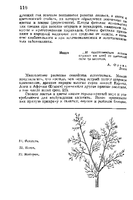 Свежие листья и цветы имеют горько-пряный вкус и употребляются для возбуждения аппетита. Иссоп применяют как пряную приправу к салатам, соусам и рыбным блюдам.