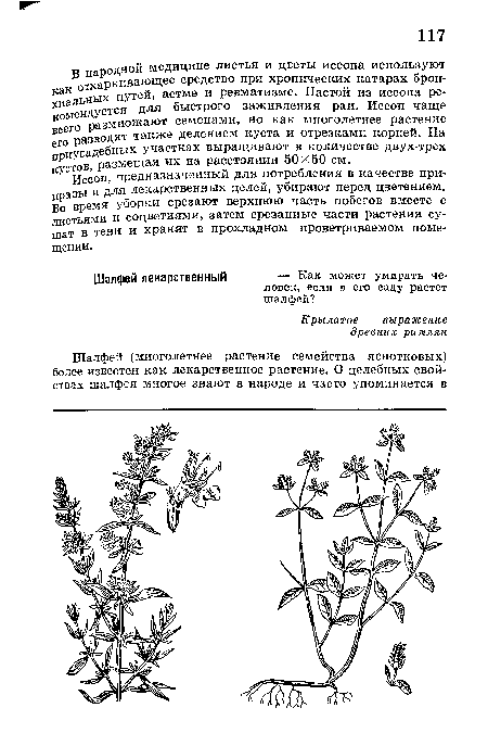 В народной медицине листья и цветы иссопа используют как отхаркивающее средство при хронических катарах бронхиальных путей, астме и ревматизме. Настой из иссопа рекомендуется для быстрого заживления ран. Иссоп чаще всего размножают семенами, но как многолетнее растение его разводят также делением куста и отрезками корней. На приусадебных участках выращивают в количестве двух-трех кустов, размещая их на расстоянии 50X50 см.