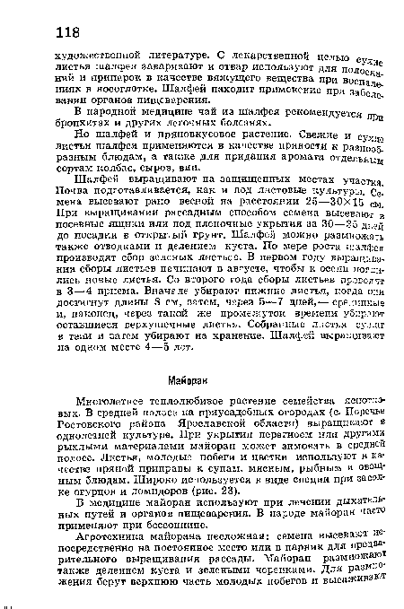 Шалфей выращивают на защищенных местах участка Почва подготавливается, как и под листовые культуры. Семена высевают рано весной на расстоянии 25—30X15 см. При выращивании рассадным способом семена высевают в посевные ящики или под пленочные укрытия за 30—35 дкей до посадки в открытый грунт. Шалфей можно размножать также отводками и делением куста. По мере роста шалфея производят сбор зеленых листьев. В первом году выращивания сборы листьев начинают в августе, чтобы к осени попались новые листья. Со второго года сборы листьев проводит в 3—4 приема. Вначале убирают нижние листья, когда они достигнут длины 8 см, затем, чзрез 5—7 дней,— срединные и, наконец, через такой же промежуток времени убирэют оставшиеся верхушечные листья. Собранные листья сушат в тени и затем убирают на хранение. Шалфей выращивают на одном месте 4—5 лет.