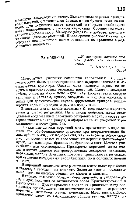 В медицине листья перечной мяты применяют в виде настоек, как обезболивающее средство при невралгических болях, зубной боли, для полоскания, как антисептическое средство при воспалительных заболеваниях верхних дыхательных путей, при насморке, бронхитах, бронхоэктазах. Ментол употребляют при стенокардии. Препараты перечной мяты входят в состав широко распространенных лекарств: валидола, корвалола, капель Зеленина, которые применяются не только при сердечно-сосудистых заболеваниях, но и болезнях печени и почек.