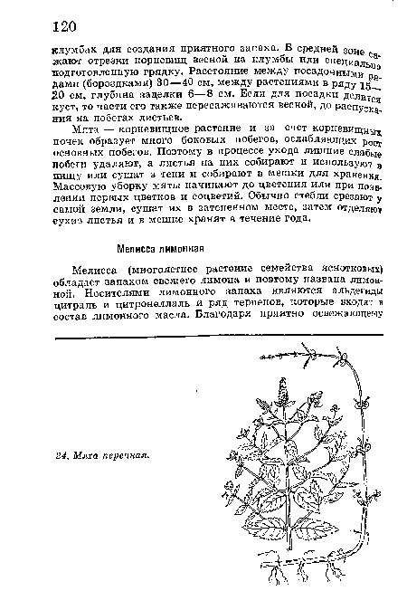 М.тта — корневищное растение и за счет корневищНы почек образует много боковых побегов, ослабляющих р0Ст основных побегов. Поэтому в процессе ухода лишние слабые побеги удаляют, а листья на них собирают и используют в пищу или сушат в тени и собирают в мешки для хранения Массовую уборку мяты начинают до цветения или при появлении первых цветков и соцветий. Обычно стебли срезают у самой земли, сушат их в затененном месте, затем отделяют сухиз листья и в мешке хранят в течение года.