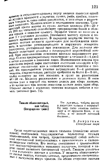 Ты думаешь, чебрец даром в ладанках носили в старину? Он ведь свою помощь оказывает и от грудной боли, и от зубов, и от всякой женской болезни...