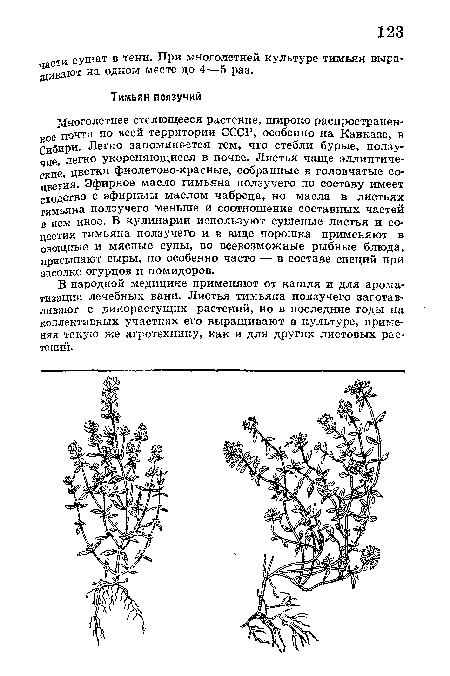 Многолетнее стелющееся растение, широко распространенное почти по всей территории СССР, особенно на Кавказе, в Сибири- Легко запоминЕУЭтся тем, что стебли бурые, ползучие, легко укореняющиеся в почве. Листья чаще эллиптические, цветки фиолетово-красные, собранные в головчатые соцветия. Эфирное масло тимьяна ползучего по составу имеет сходство с эфирным маслом чабреца, но масла в листьях тимьяна ползучего меньше и соотношение составных частей в нем иное. В кулинарии используют сушеные листья и соцветия тимьяна ползучего и в виде порошка применяют в овощные и мясные супы, во всевозможные рыбные блюда, присыпают сыры, но особенно часто — в составе специй при засолке огурцов и помидоров.