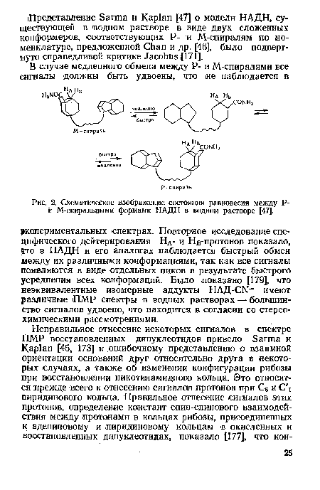 Схематическое изображение состояния равновесия между Р-й М-спиральными формами НАДН в водном растворе [47].