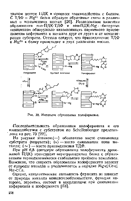 Механизм образования холофермента.
