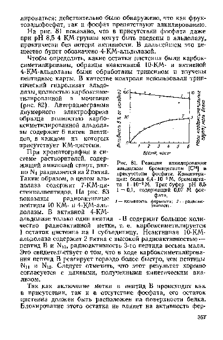 Реакция алкилирования альдолазы бромацетатом [С14] в присутствии фосфата. Концентрация