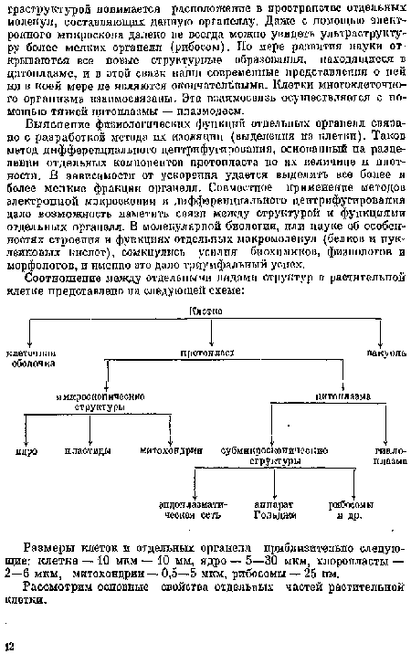 Размеры клеток и отдельных оргаиелл приблизительно следующие: клетка — 10 мкм — 10 мм, ядро — 5—30 мкм, хлоропласты — 2—6 мкм, митохондрии — 0,5—5 мкм, рибосомы — 25 нм.