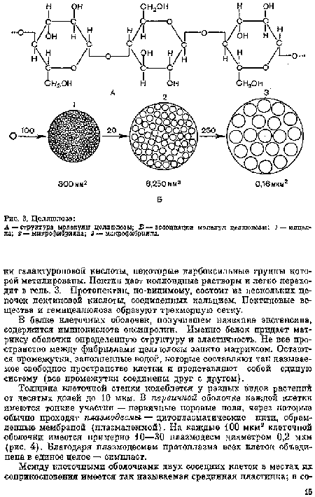 В белке клеточных оболочек, получившем название экстепсина, содержится имнпокислота опсипролин. Именно белок придает матриксу оболочки определенную структуру и эластичность. Не псе пространство между фибриллами целлюлозы занято матриксом. Остаются промежутки, заполненные водой, которые составляют так называемое свободное пространство клетки и представляют собой единую систему (все промежутки соединены друг с другом).