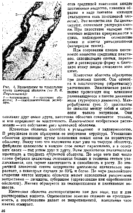 Плазнодесмы па продольном срезе клеточной оболочки (по Н. В.