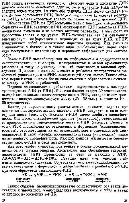 Таким образом, аминоацилсинтегаэы осуществляют оба этапа активации аминокислот: взаимодействие аминокислоты с АТФ и затем «е перенос на молекулу т РНК.