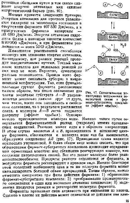 Схематическая иллюстрация напряжения ко-валецтяой связи в фер-медт-субстратном комплексе (эффект б дыбы»}.