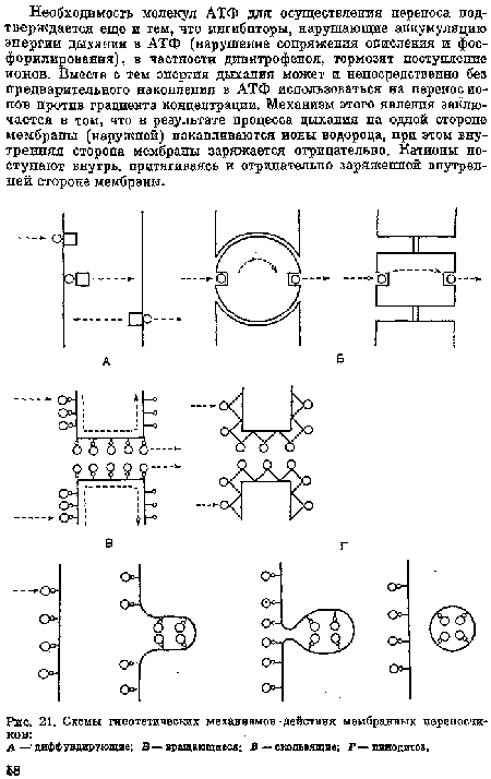 Схемы гипотетических механизмов действия мембранных переносчиков