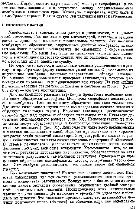 Хлоропласты в клетках листа растут п развиваются, т. е. имеют спой олтогспеа. Так ate как и для митохондрий, начальной стадией роста хлоропластов являются инициальные частицы. Эти частицы глобулярные образования, окруженные двойной мембраной, значительно более плотной коисистепцпи но сравнению с окружающей гиалсмишмой. По внешнему виду инициальные частицы хлоропластом и митохондрий настолько сходны, что их различить можно, только проследив их дальнейшую судьбу.