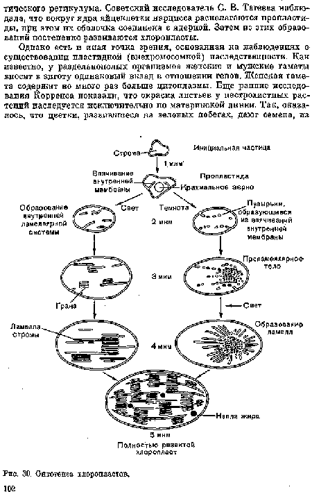 Онтогенез хлоропластов.