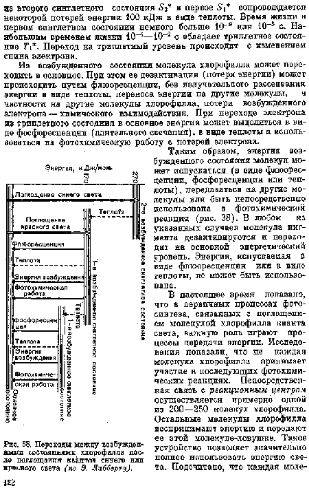 Переходы между возбужденными состояниями хлорофилла после поглощения квантов синего или красного света (по 9. Либберту).