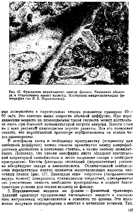 В мезофилле листа к свободному пространству (открытому для свободной диффузии) можно отности промежутки между мнкрофиб-риллами целлюлозы в клеточпых стенках, а также систему межклетников. Показано, что клетки мезофилла листа обладают значительной секреторной способностью и легко выделяют сахара в свободное пространство. Клетки флоэмпых окончаний (передаточные) усиленно абсорбируют сахара и аминокислоты. Отличительной особенностью передаточных клеток являются многочисленные выросты клеточных стенок (рис. 47). Благодаря этим выростам (направленным внутрь клеток) поверхность плазмалеммы возрастает, одновременно это увеличивает емкость свободного пространства и создает благоприятные условия для отдачи веществ во флоэму.