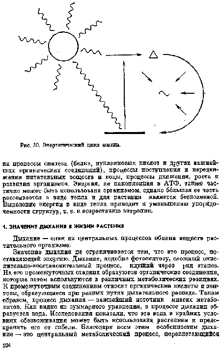 Дыхание — один из центральных процессов обмена веществ растительного организма.