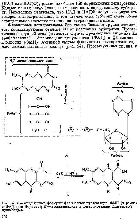 А — структурные формулы флавиновых нуклеотидов