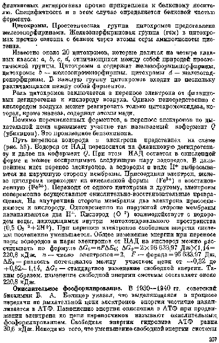 Цитохромы. Простетическая группа цитохромов представлена железопорфиринами. Железопорфириновая группа (гем) в цитохро-мах прочно связана с белком через атомы серы аминокислоты цис-теина.