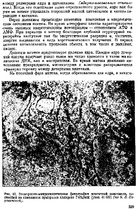 Эл ектроппо-микроскопическая фотографии клеточной пластипкп, состоящей ив слившихся пузырьков аппарата Гольджи (увел. 41 000) (по Н. 8. Парамоновой).