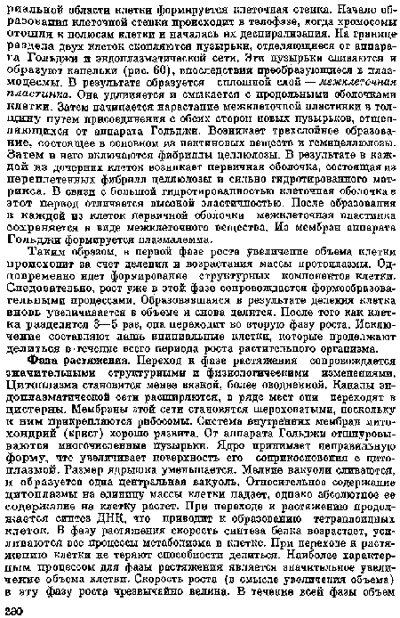 Таким образом, в первой фазе роста увеличение объема клетки происходит за счет деления н возрастания массы протоплазмы. Одновременно идет формирование структурных компонентов клетки. Следовательно, рост уже в этой фазе сопровождается формообразовательными процессами. Образовавшаяся в результате деления клетка вновь увеличивается в объеме и снова делится. После того нак клетка разделится 3—5 раз, она переходит во вторую фазу роста. Исключение составляют лишь инициальные клетки, которые продолжают делиться в течение всего периода роста растительного организма.