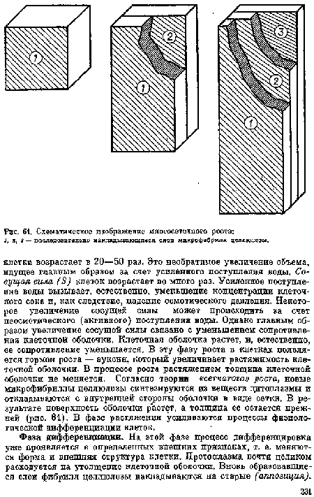 Фаза дифференциации. На этой фазе процесс дифференцировки уже проявляется в определенных внешних признаках, т. е. меняются форма и внешняя структура клетки. Протоплазма почти целиком расходуется на утолщение клеточной оболочки. Вновь образовавшиеся слои фибрилл целлюлозы накладываются на старые (аппозиция).